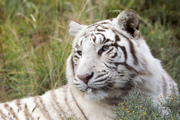 Fototapeta na wymiar Panthera tigris tigris / Tigre blanc