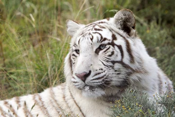 Tuinposter Panthera tigris tigris / Tigre blanc © PIXATERRA