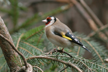 Carduelis carduelis / Chardonneret élégant