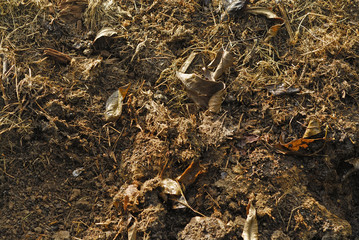 Compost