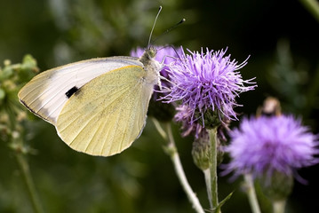 Pieris brassicae / Piéride du chou