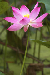 Nelumbo nucifera  / Lotus sacré des Indes