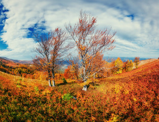 Fototapeta premium birch forest in sunny afternoon while autumn season.