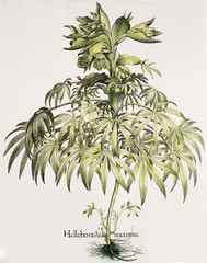 Illustration botanique / Helleborus foetidus / Hellébore fétide