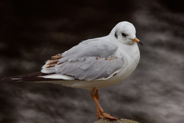 Mouette sur un rocher