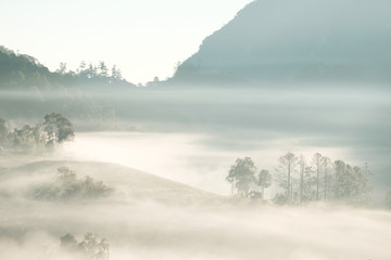 Forest and Fog at Chiang dao,Chiangmai,Thailand