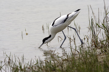 Recurvirostra avosetta / Avocette à nuque noire