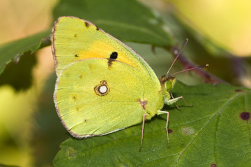 Colias croceus / Souci