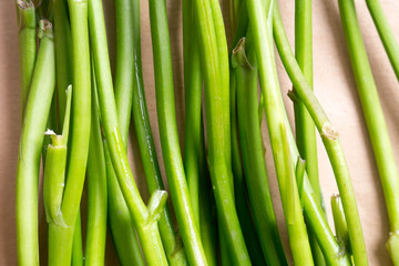 spring flower stalks like green lines of nature useful for background
