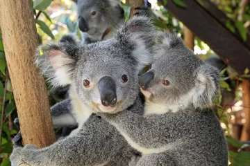 Zelfklevend Fotobehang Phascolarctos cinereus / Grijze Koala / Koala © PIXATERRA