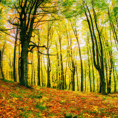 Forest Road in the autumn.  Landscape. 