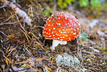 Amanita muscaria