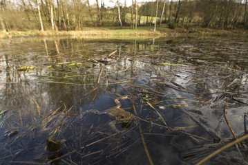 Bufo bufo / Crapaud commun