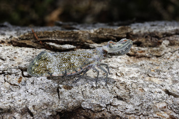 Fulgora laternaria / Fulgore porte lanternes