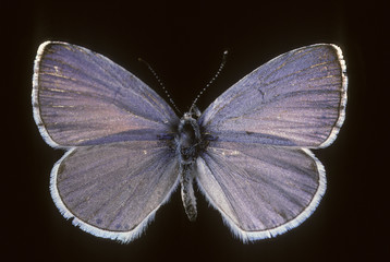 Celastrina argiolus / Azuré du nerprun