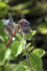 Sympetrum sanguineum / Sympétrum rouge sang