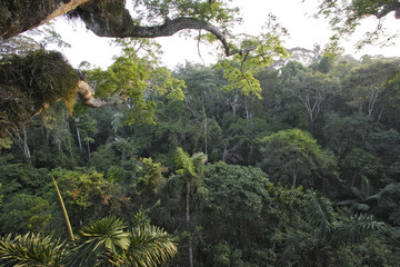 Forêt tropicale / Amazonie / Pérou