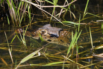 Melanosuchus niger / Caïman noir