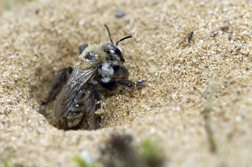 Colletes cunicularius / Collète cuniculaire / Terrier