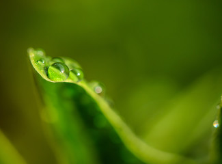 Raindrops on green leaf.