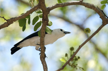 Cyanolanius madagascarinus / Artamie azurée