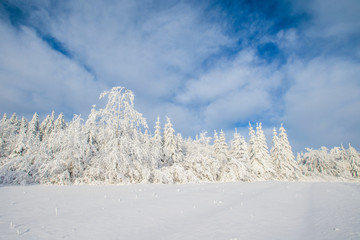 Winter tree in snow