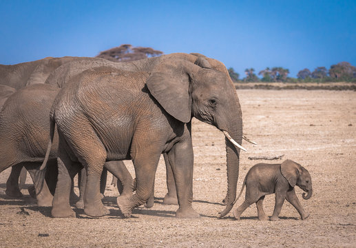 Fototapeta elephant's family