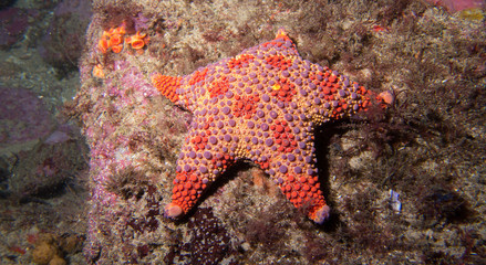 Giant red starfish clinging to rock underwater