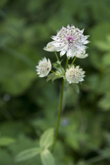 Astrantia major / Grande Radiaire