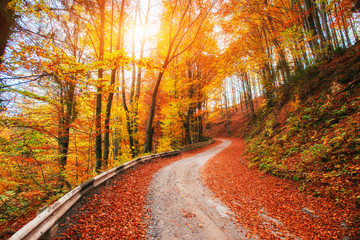 autumn alley. Dramatic morning scenery Carpathian Ukraine Europe