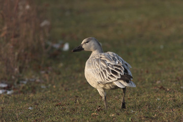 Anser caerulescens / Oie des neiges