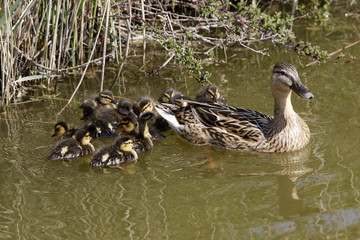 Anas platyrhynchos / Canard colvert