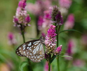 Broad Blue Tiger Butterfly.