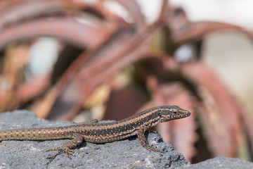 Mauereidechse auf Madeira