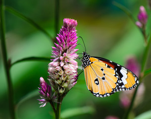 Orange Lacewing Butterfly