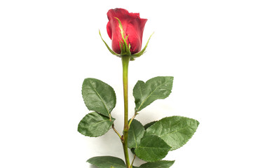 rose rouge sur fond blanc