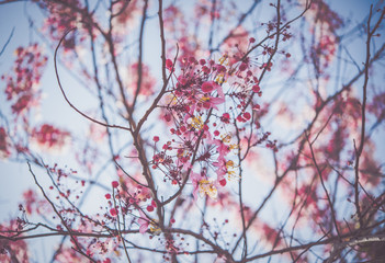 Cherry flower Prunus cerasoides,Giant tiger flower in Phoo Lom Lo ,Phetchaboon, Thailand.