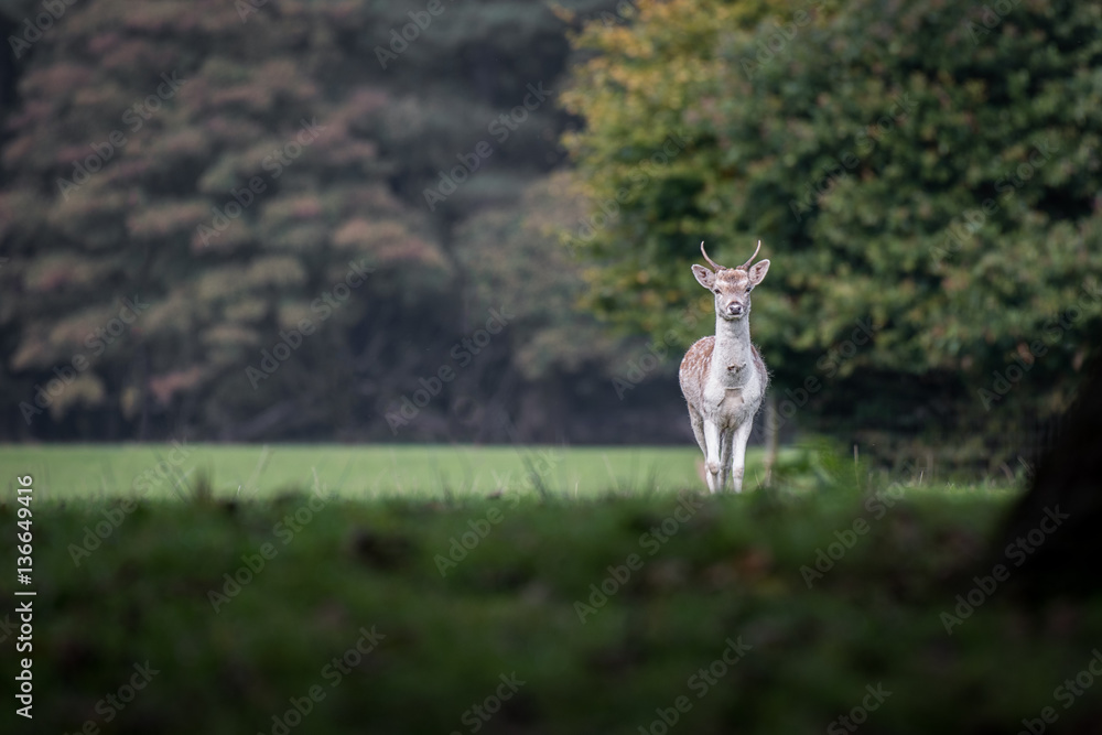 Poster A pricket, young  male fallow deer isolated and alone in a woodland setting staring forward at the viewer and to the left of the image