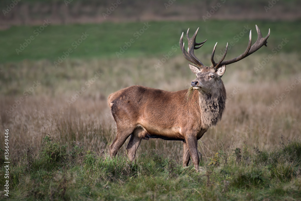 Aufkleber a full photograph of a grazing 14 point imperial red deer stag looking slightly back with grass in i
