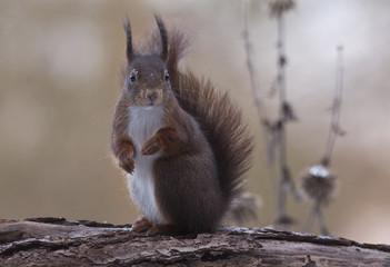 Sciurus vulgaris / Ecureuil roux