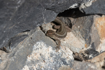 Mauereidechse auf Madeira