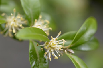 Buxus sempervirens / Buis toujours vert