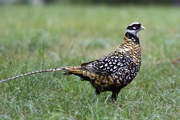 Syrmaticus reevesii / Faisan vénéré