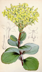 Illustration botanique / Kalanchoe grandiflora / Kalanchoé à grandes fleurs