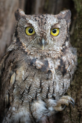 Fototapeta premium A very close up portrait of an eastern screech owl perched in a tree staring forward with bright yellow eyes