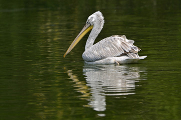 Pelecanus crispus / Pélican frisé
