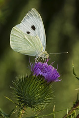 Pieris brassicae / Piéride du chou