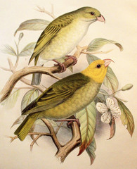 Illustration zoologique / O'us / Psittirostra psittacea