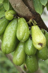 Averrhoa bilimbi / Arbre à concombres
