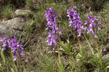 Orchis olbiensis / Orchis d'Hyères